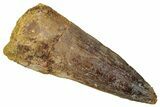 Fossil Spinosaurus Tooth - Real Dinosaur Tooth #353021-1